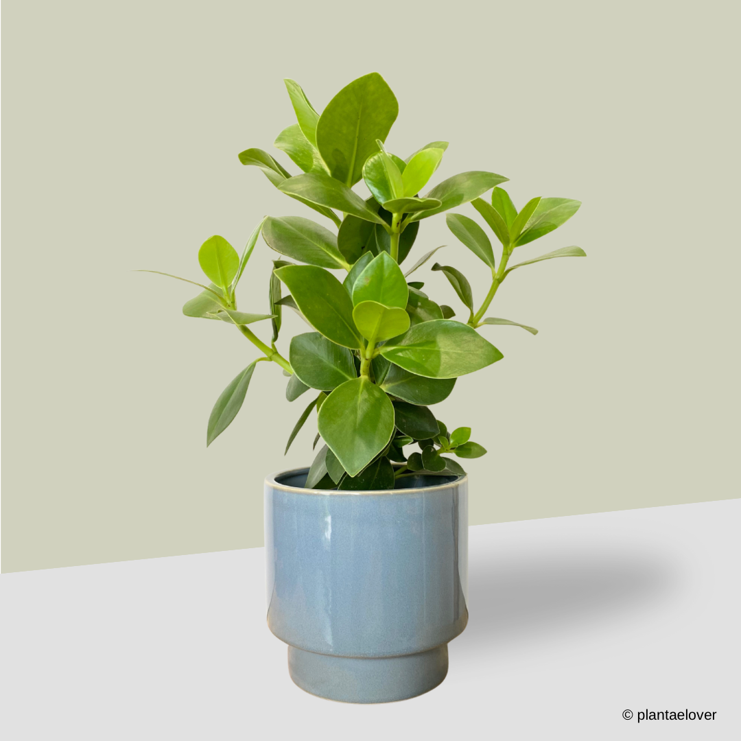 clusia indoor plant Clusia Rosea in Carolina Pot