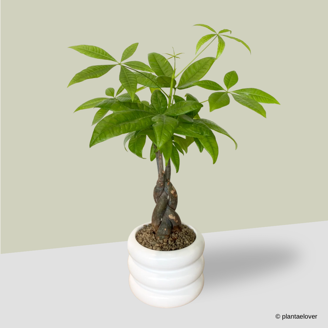 Pachira Aquatica Braided in Bagel Pot