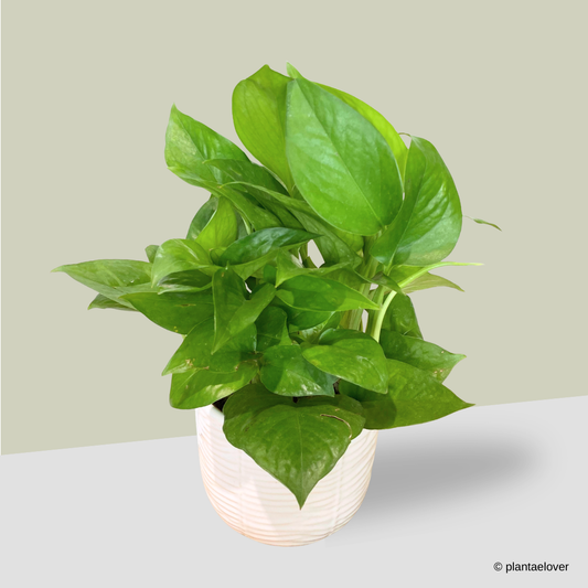 Green Pothos in Skinwood Pot