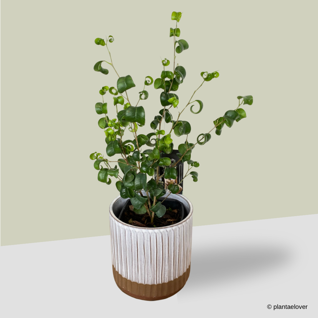 Ficus Barok in Hoji Pot