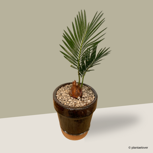 Sago Palm in Rustic Pot