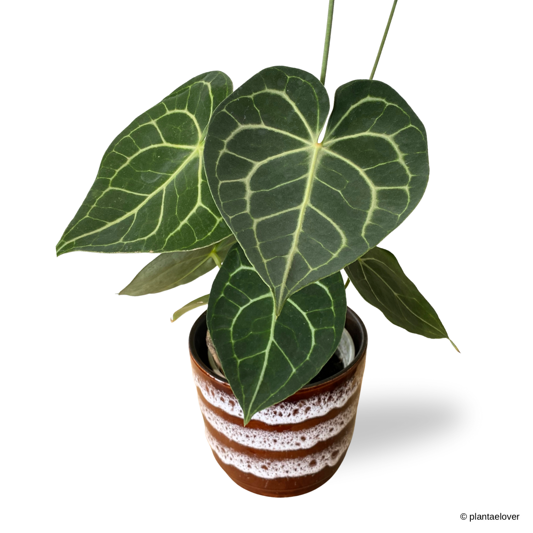Anthurium Clarinervium in Umbrine Pot