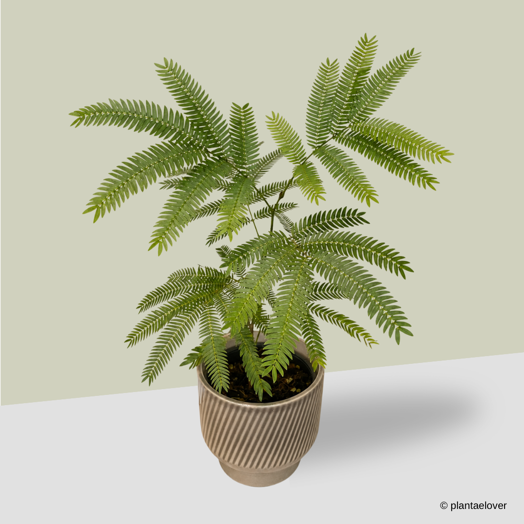 Japanese Everfresh Tree in Toffee Pot