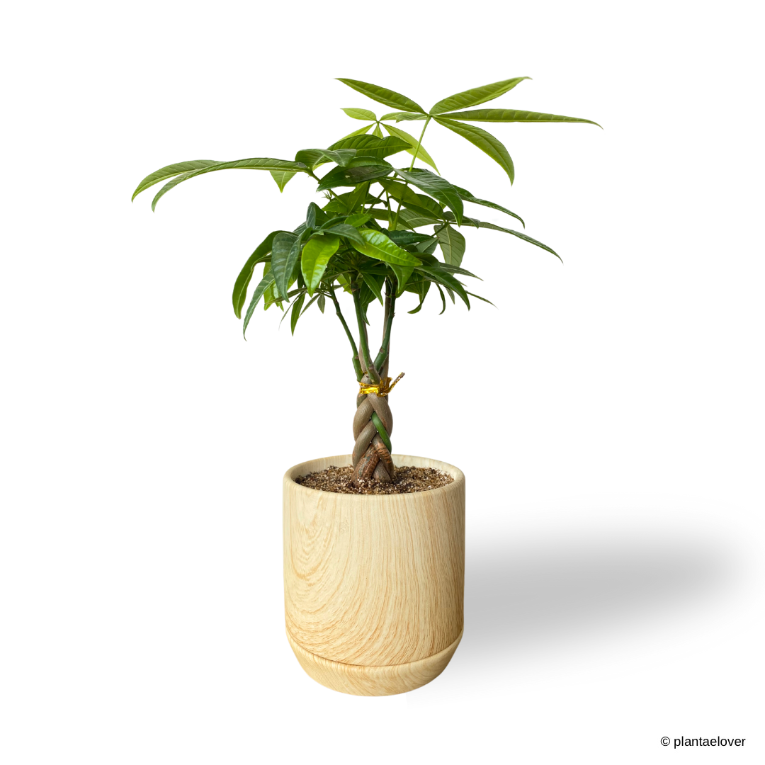 Pachira Aquatica Small Braided in Walnut Pot