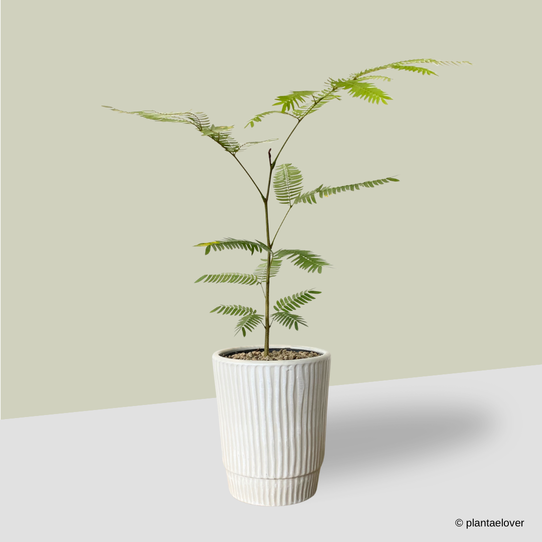 Japanese Everfresh Tree in Lullaby Pot – plantaelover