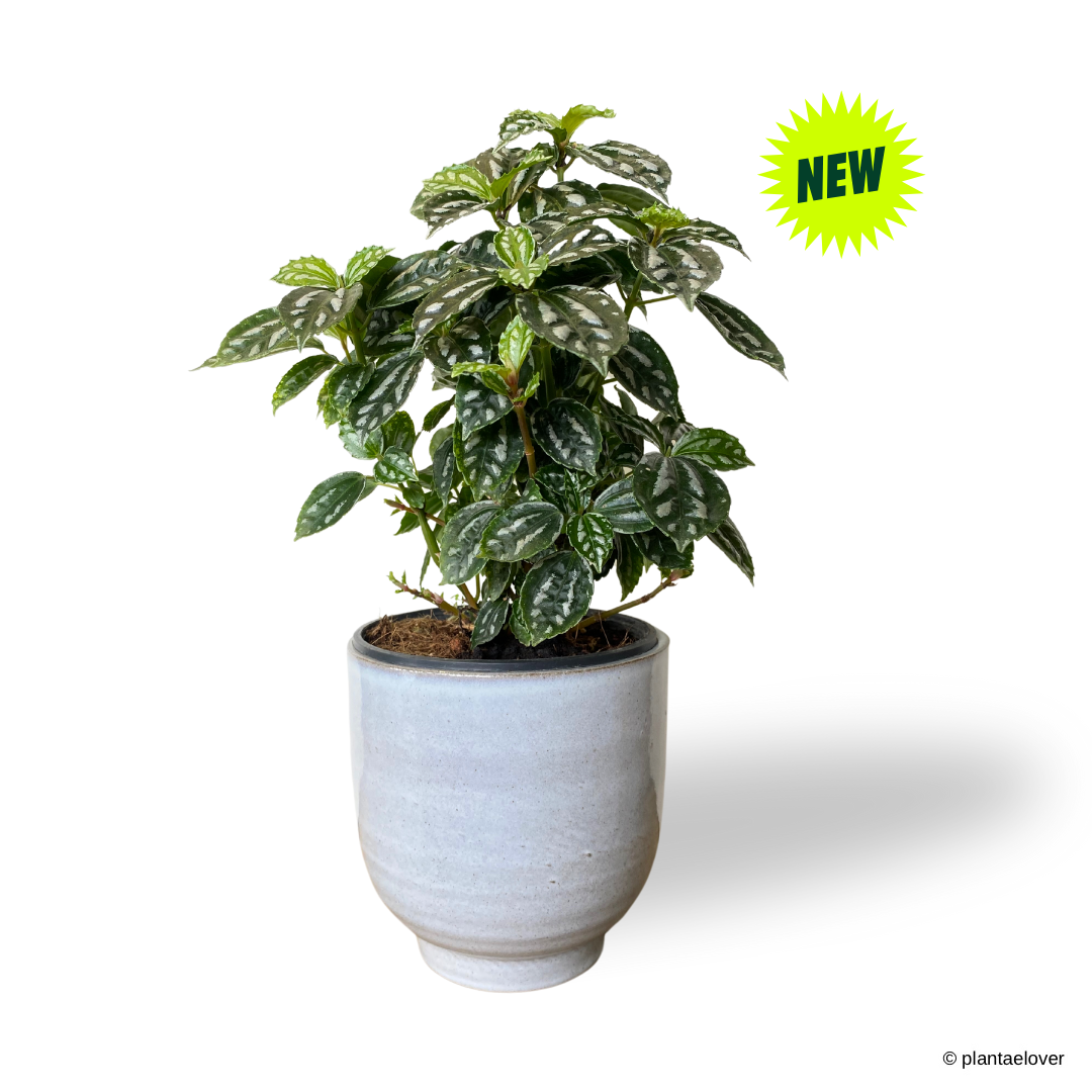 Pilea Cadierei in Columbia Pot