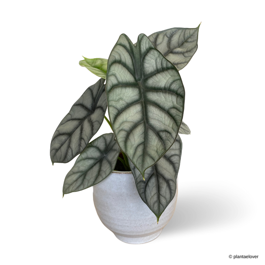 Alocasia Silver Dragon in Columbia Pot