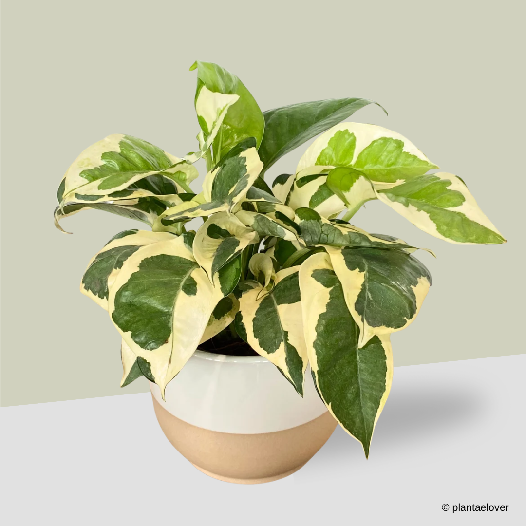 N’joy Pothos in Float Pot