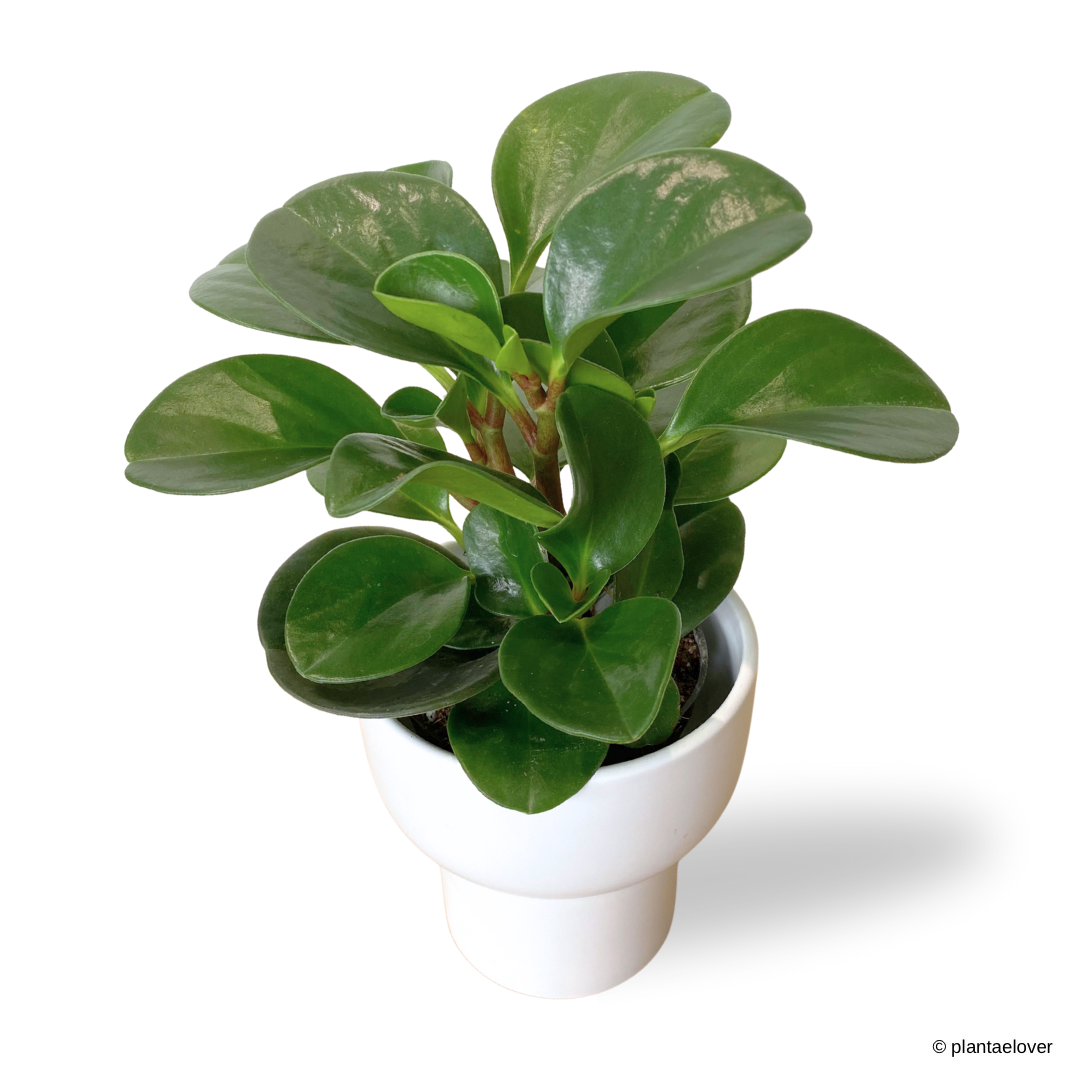 Peperomia Obtusifolia in Dodo Pot