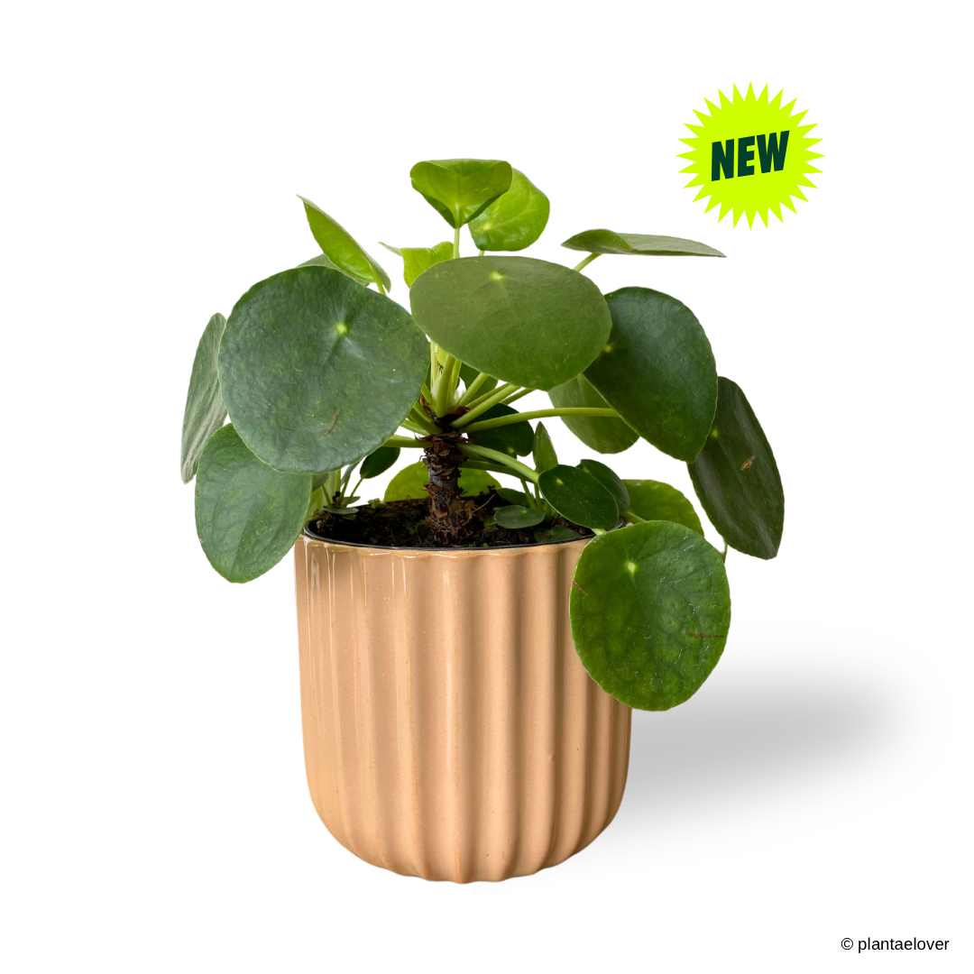 Pilea Peperomioides in Sunrise Pot