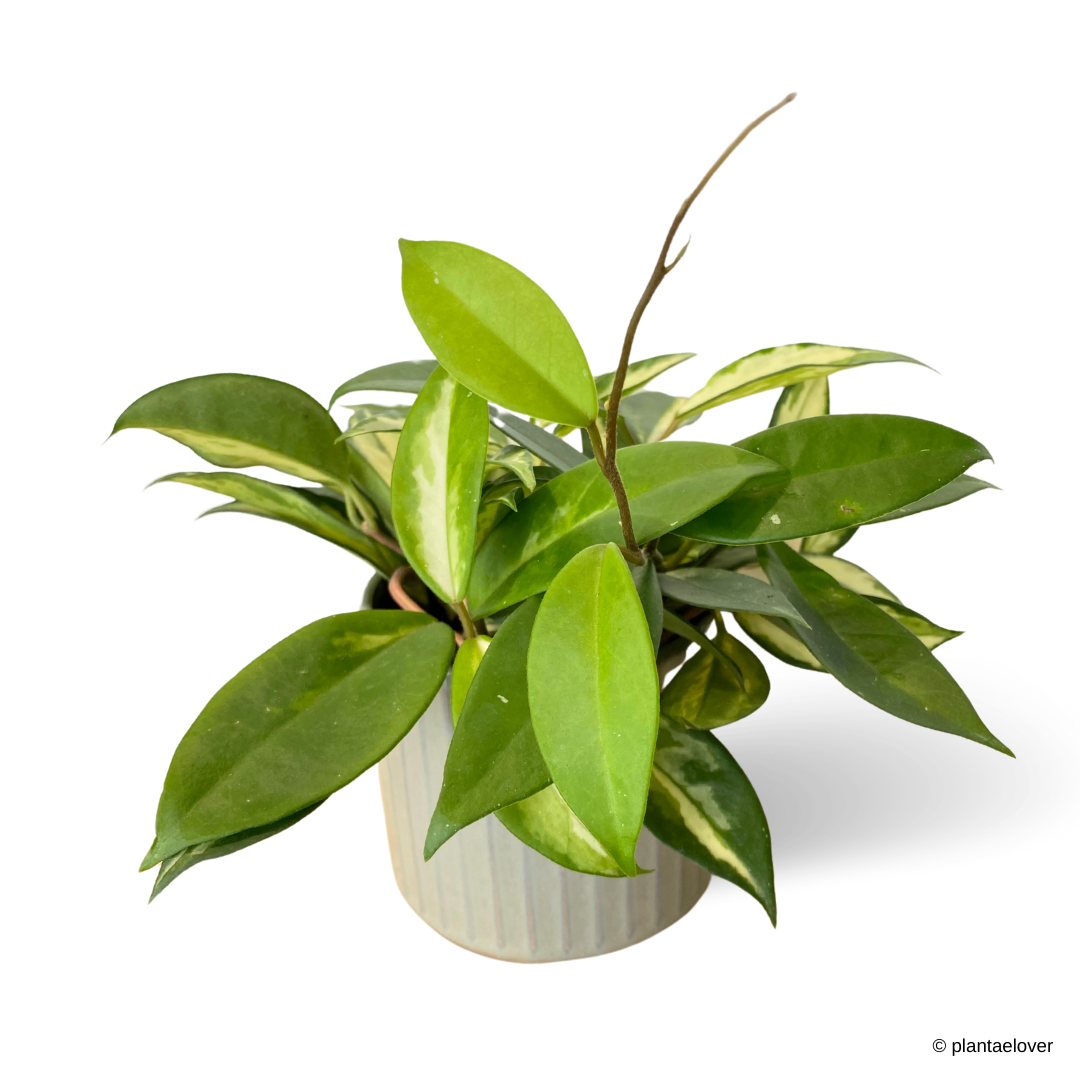 Hoya Carnosa Tricolor in Thyme Pot