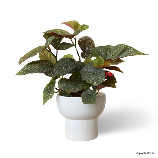 Begonia Lucerna in Podium Pot