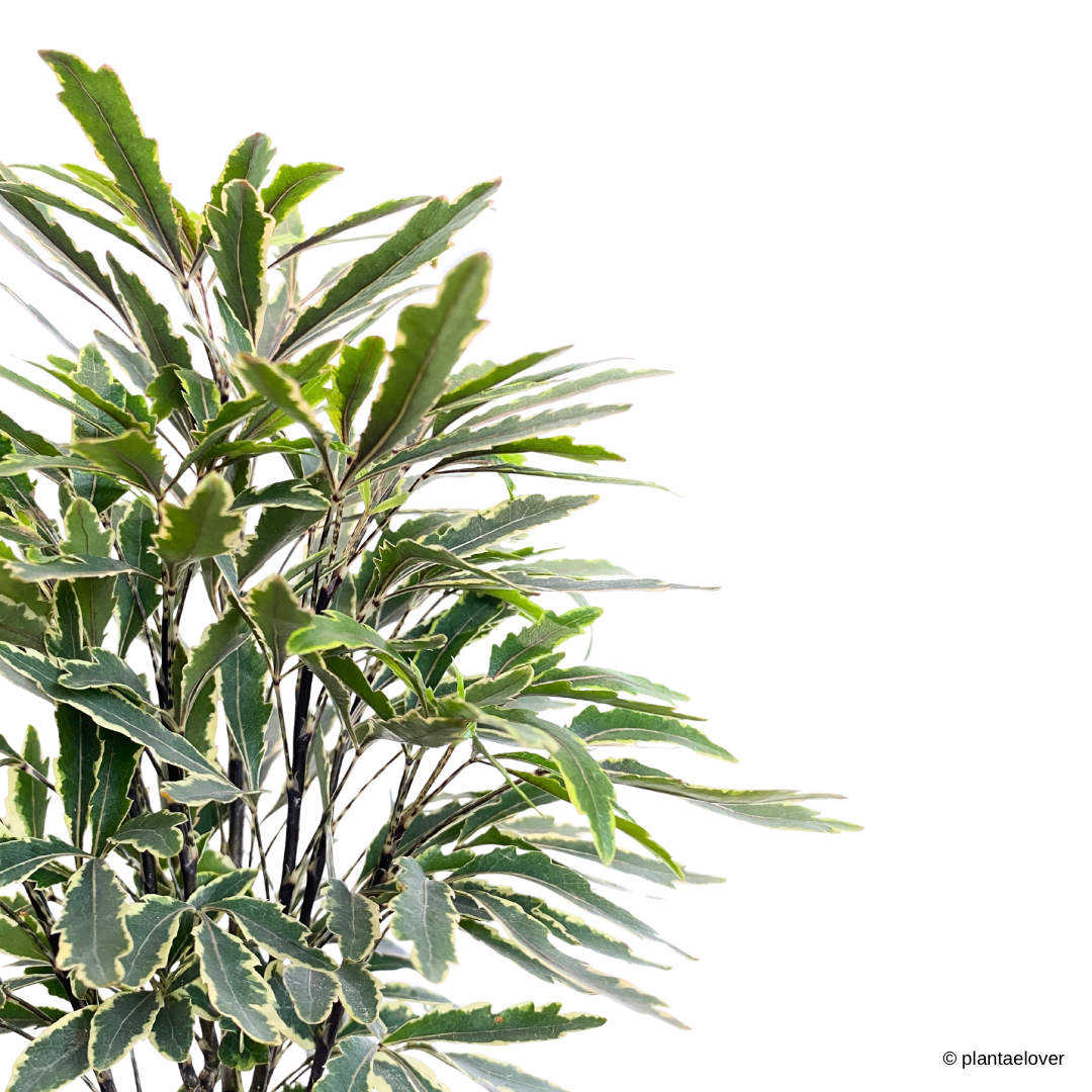 Schefflera Elegantissima in Leopard Pot
