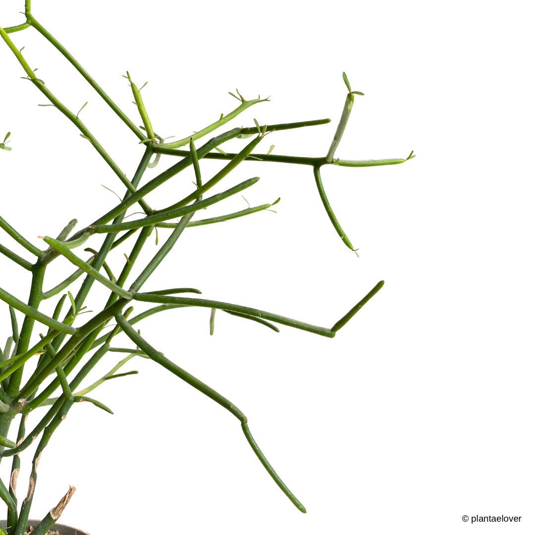 Pencil Cactus in Willow Pot