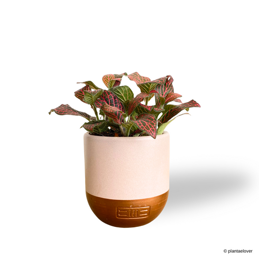 Fittonia in TLB Pot