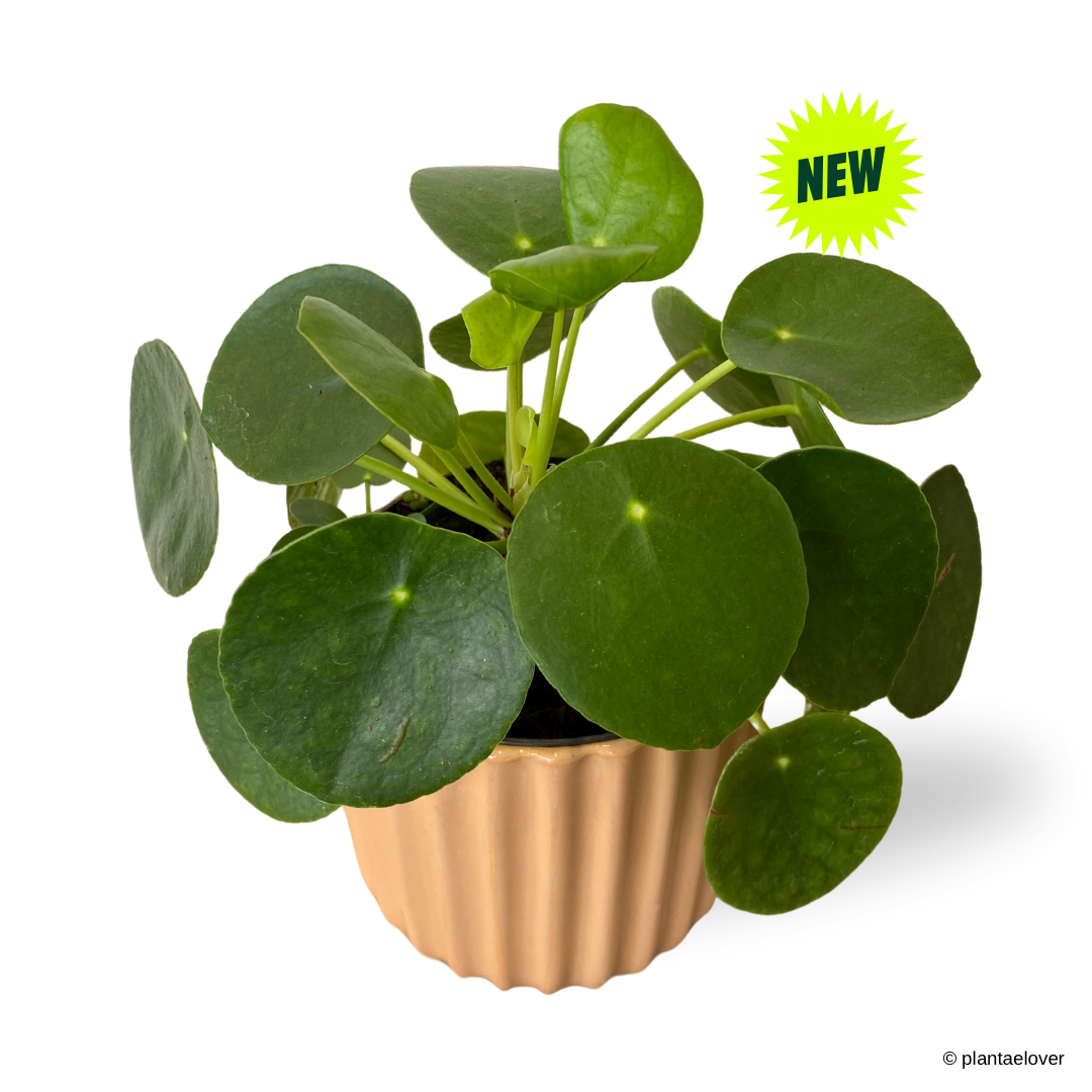 Pilea Peperomioides in Sunrise Pot