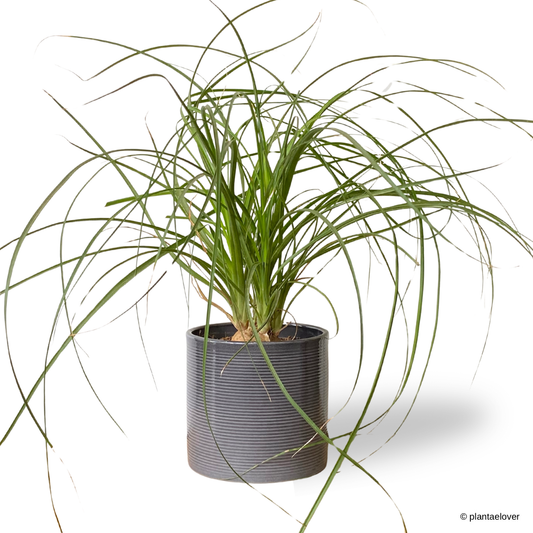 Ponytail Palm in Slate Pot