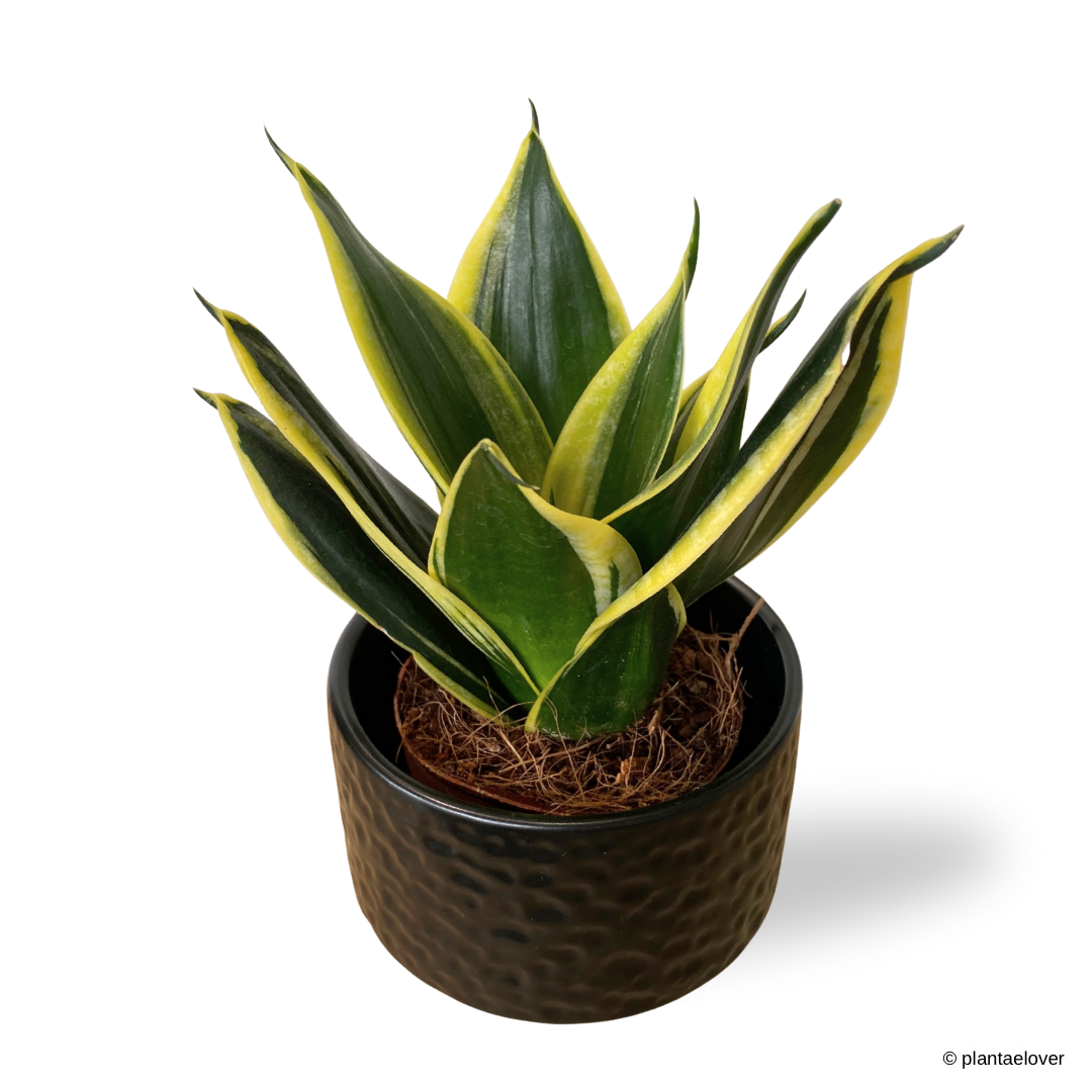Sansevieria Hahnii in Moonlight Pot