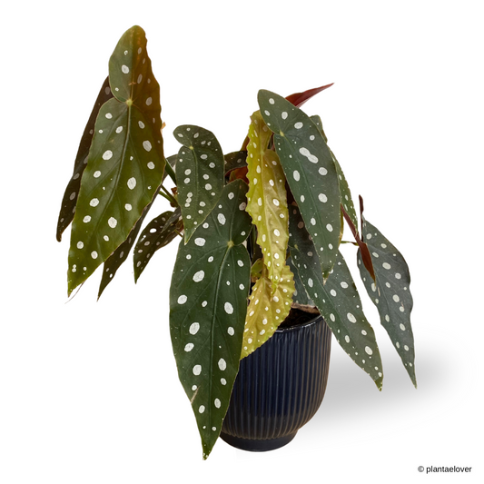Begonia Maculata in Denim Pot