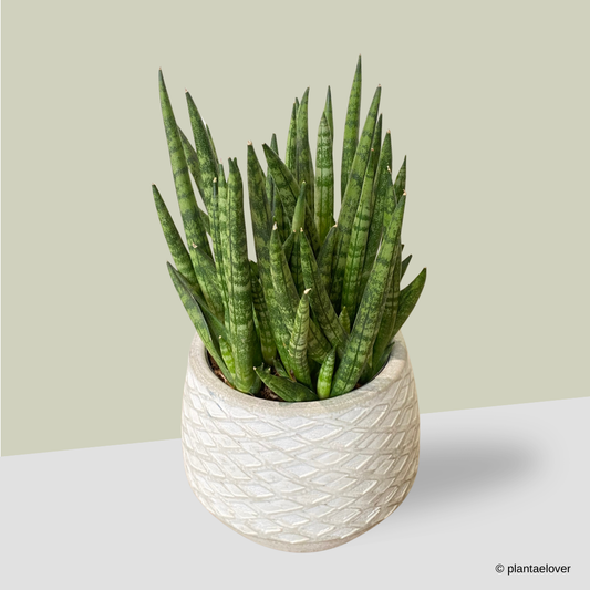 Sansevieria Cylindrica in Cemento Pot