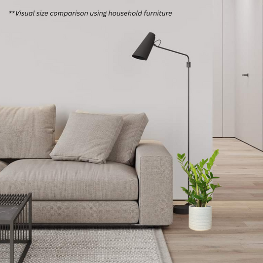 Zamioculcas Zamiifolia in Sandstone Pot