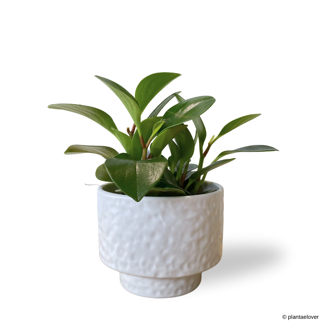 Peperomia Obtusifolia in Moonlight Pot