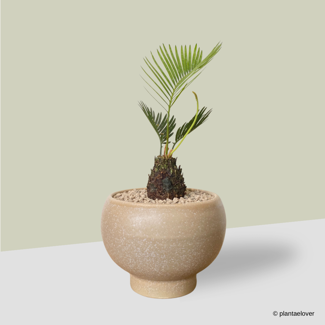 sago palm bonsai tree Sago Palm in Japandi Pot – plantaelover
