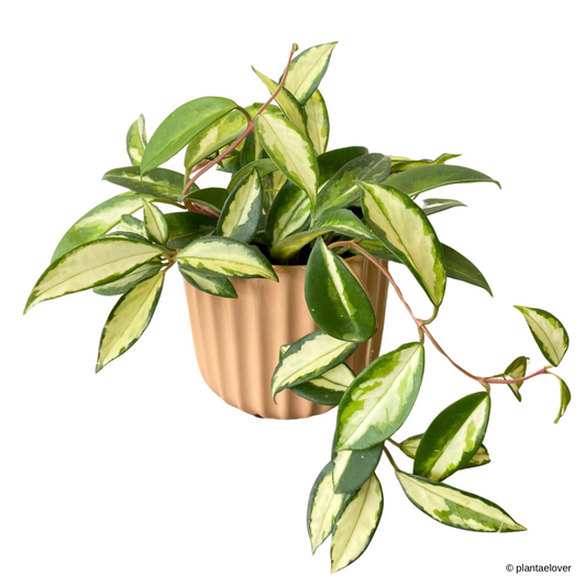 Hoya Carnosa Tricolor in Sunrise Pot