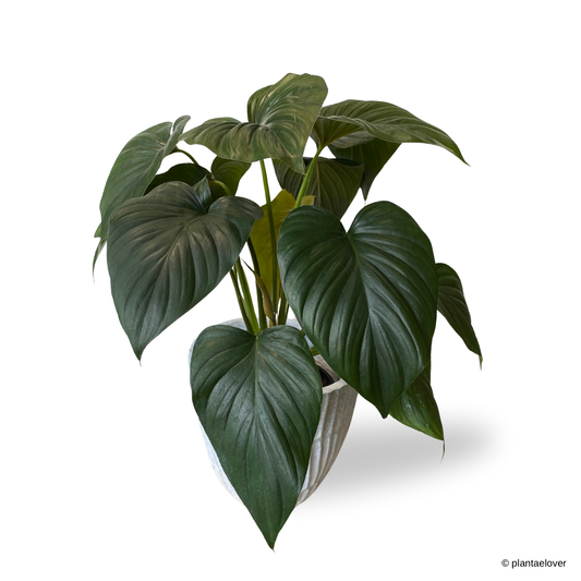 Homalomena Emerald Gem in Plantium Pot