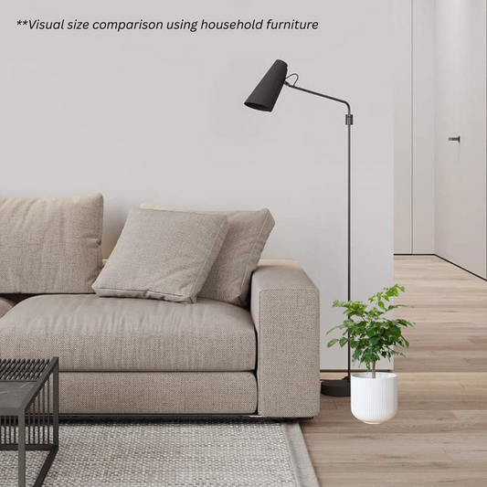 Radermachera Sinica in Cylindrica Pot