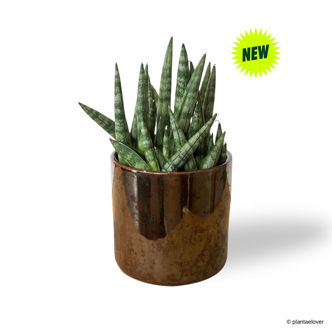 Sansevieria Cylindrica in Cooper Pot