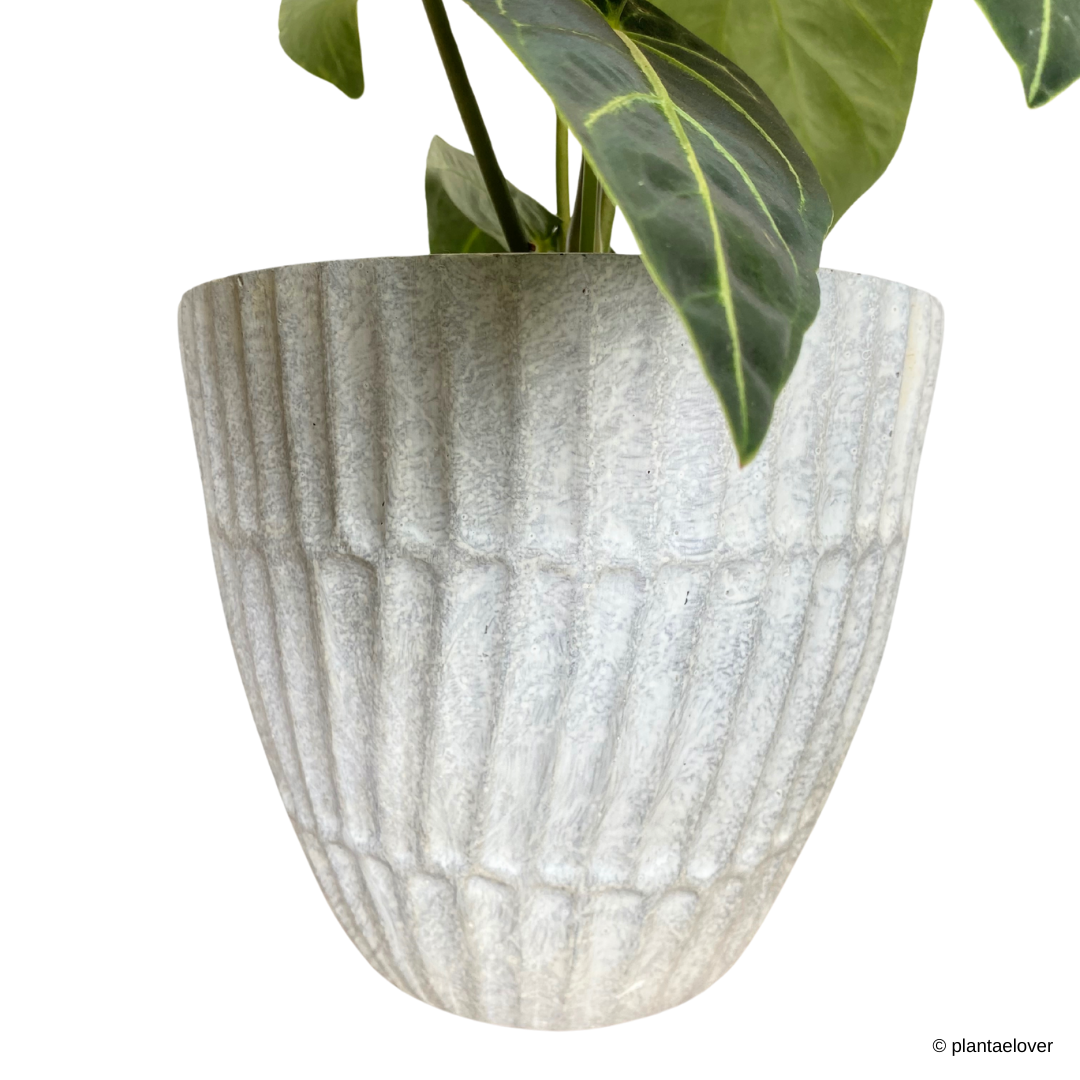 Anthurium Crystallinum Variegata in Titanium Pot