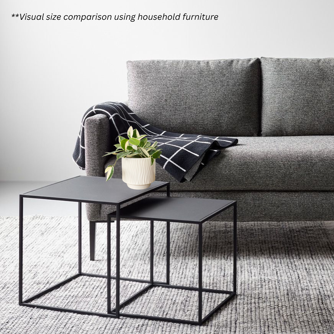 Hoya Krimson Queen in Airy Pot