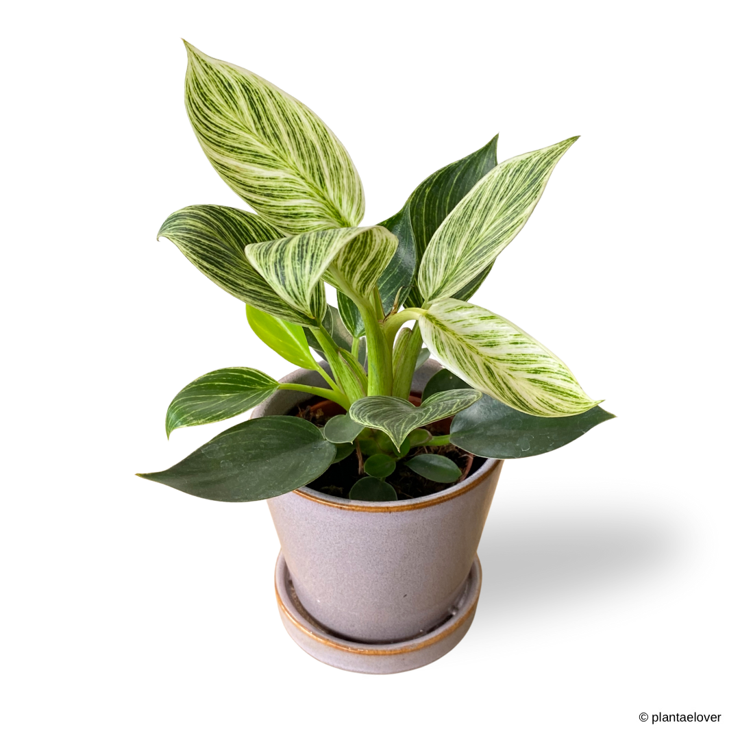 Philodendron Birkin in Heather Pot