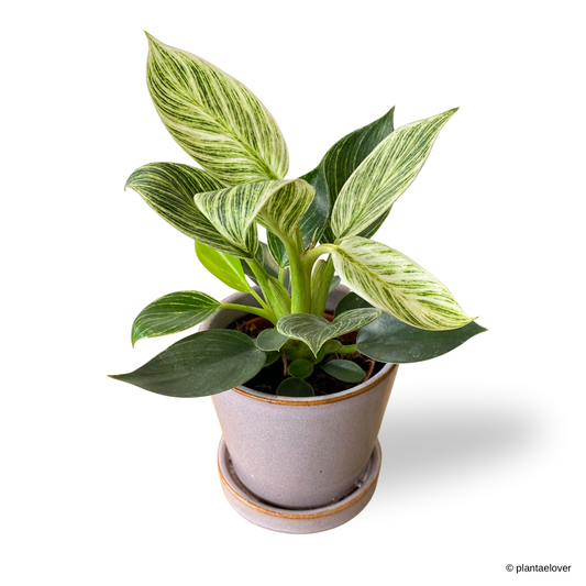 Philodendron Birkin in Heather Pot