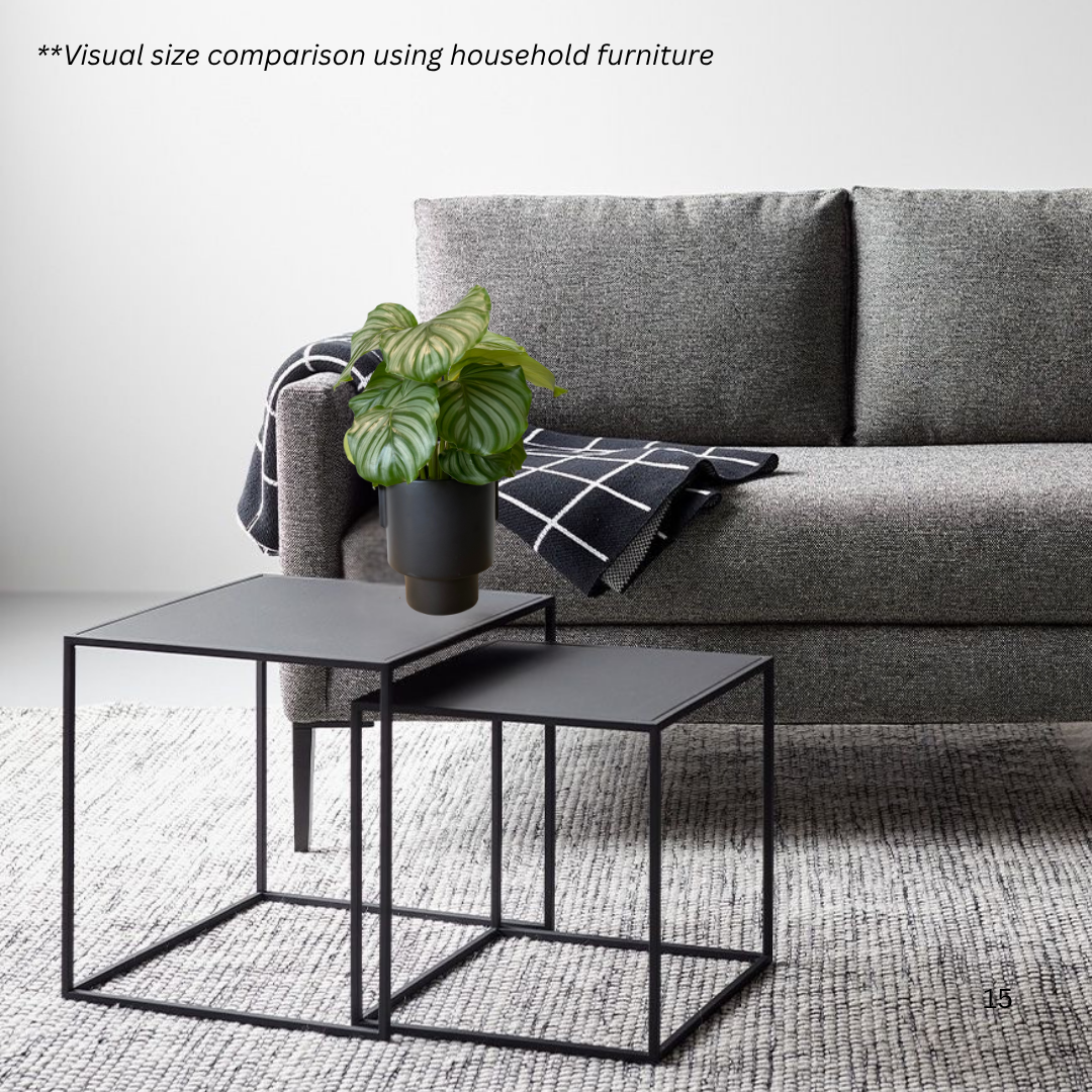 Calathea Orbifolia in Aurora Pot