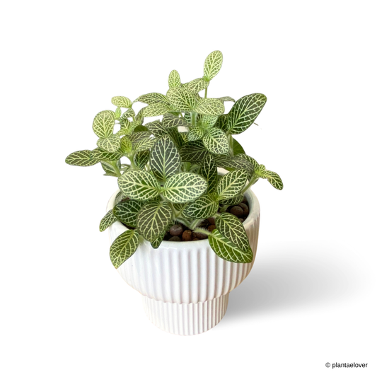Fittonia in Lunara Pot