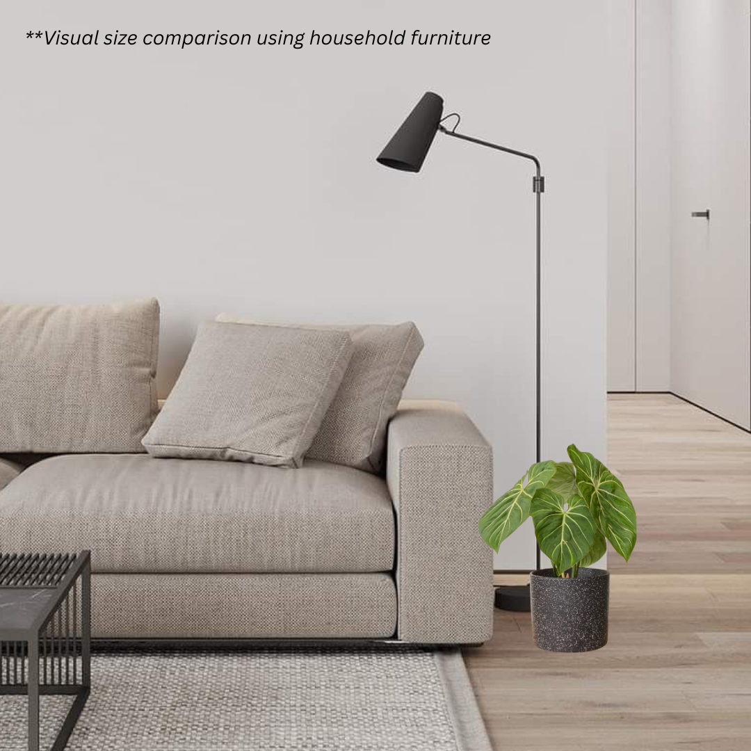 Philodendron Gloriosum in Galaxy Pot