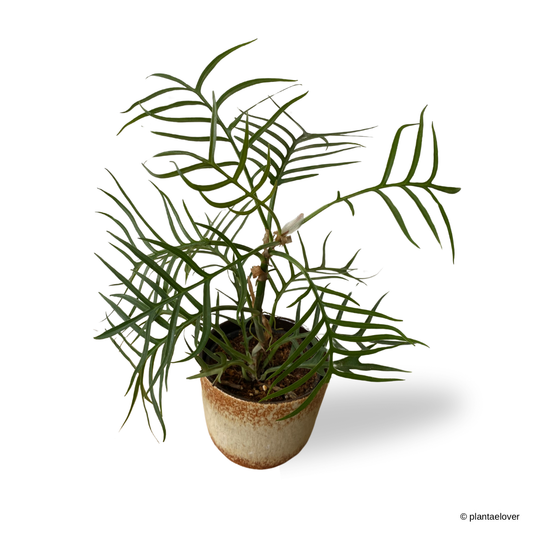 Philodendron Tortum in Ochre Pot