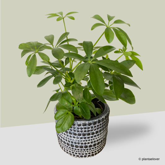 Schefflera Arboricola in Charcoal Pot