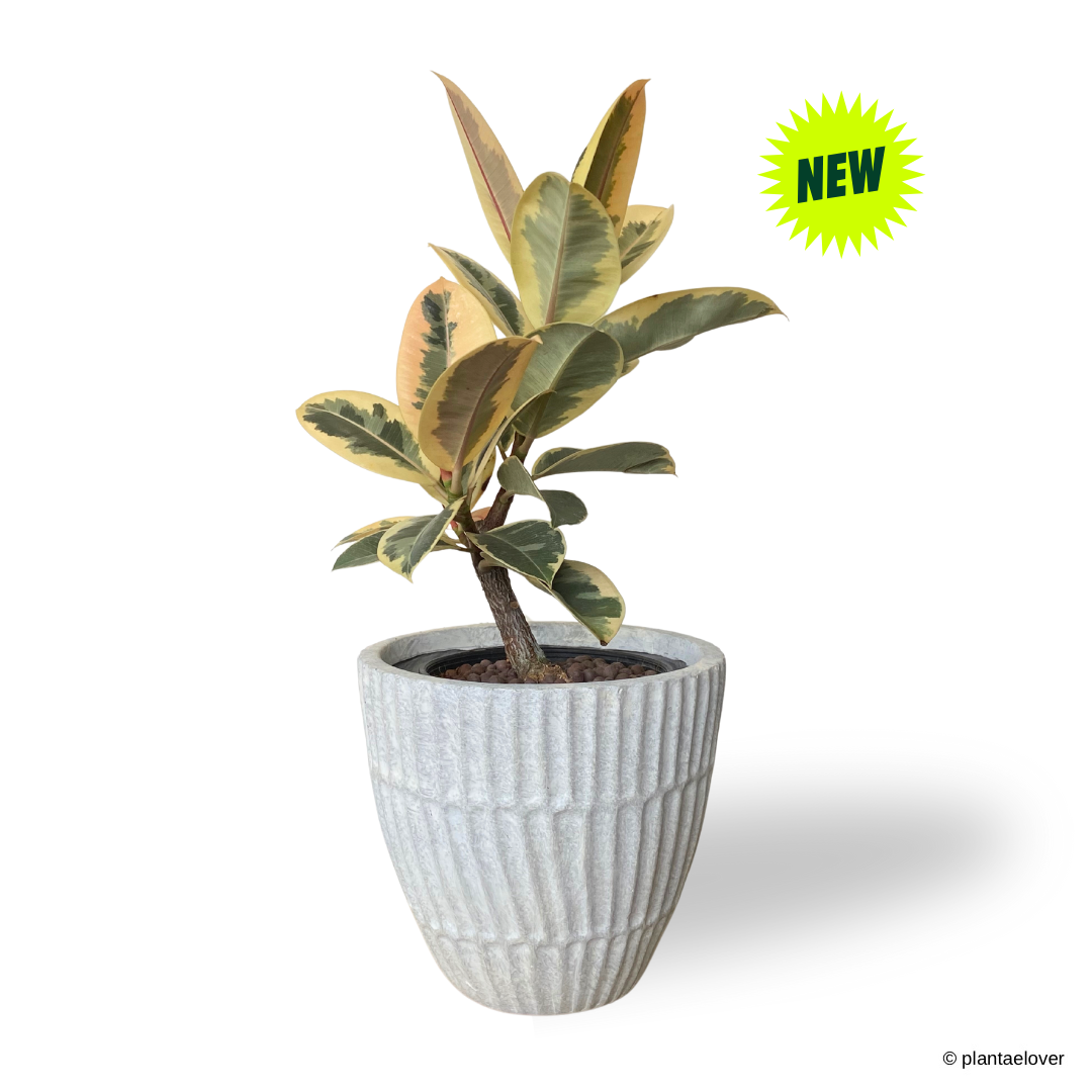 Ficus Elastica ‘Tineke’ in Titanium Pot