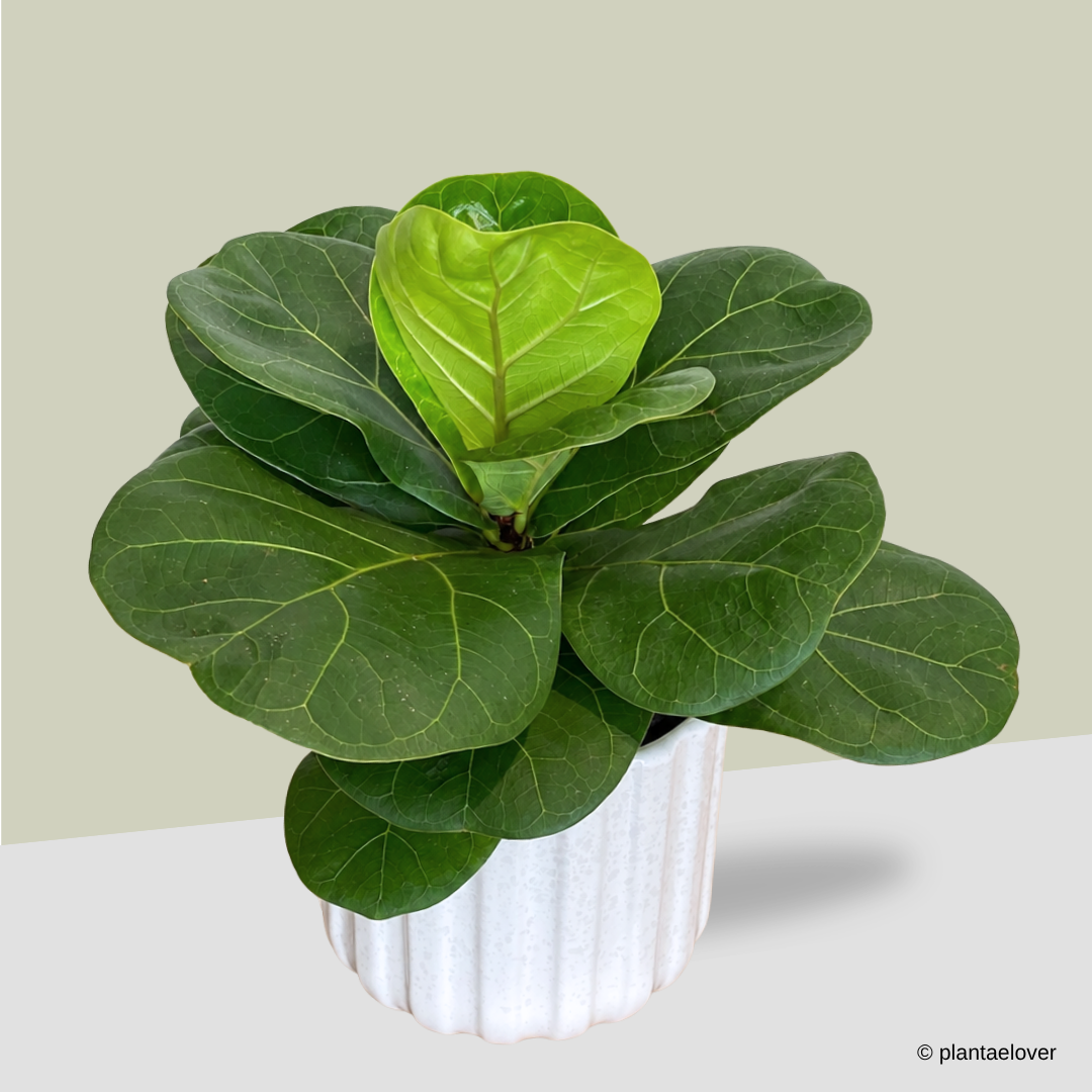 Ficus Lyrata in Ridge Pot
