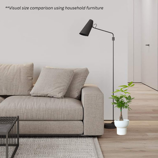 Pachira Aquatica in Podium Pot