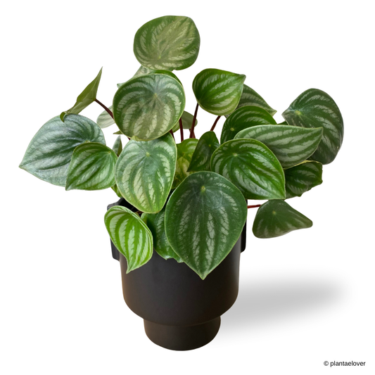 Peperomia Watermelon in Podium Pot