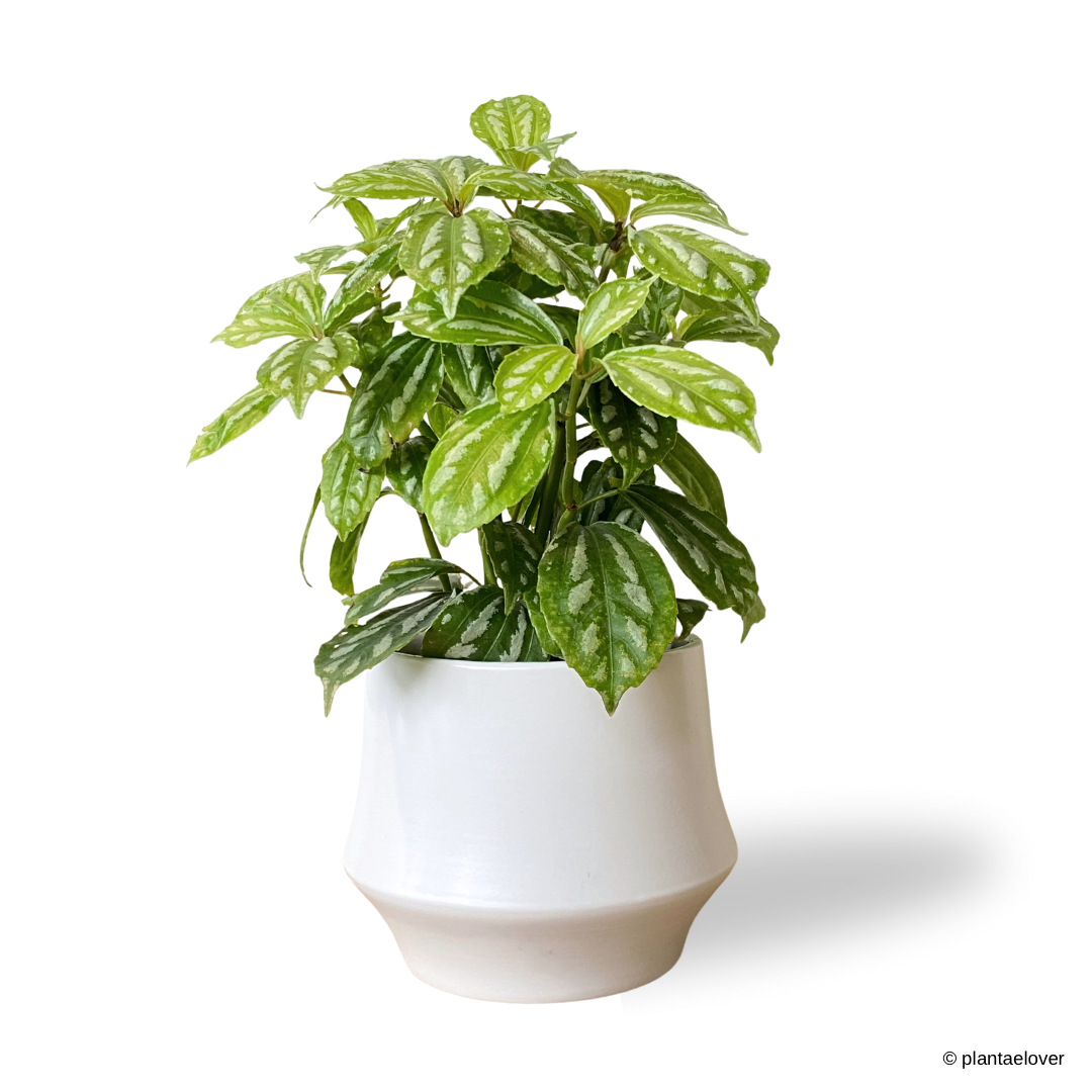 Pilea Cadierei in Lantern Pot