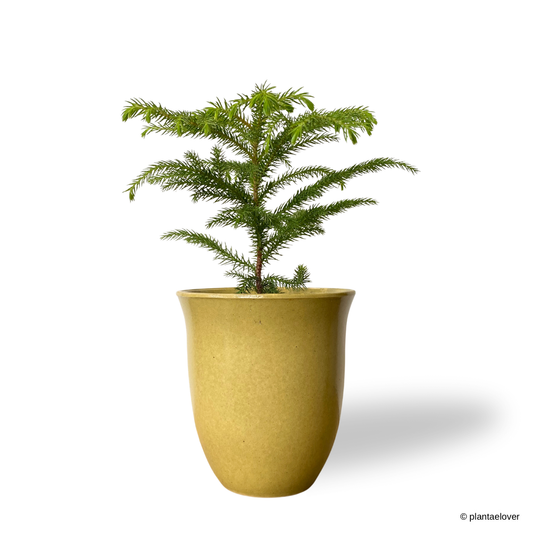 Norfolk Island Pine in Elixa Pot