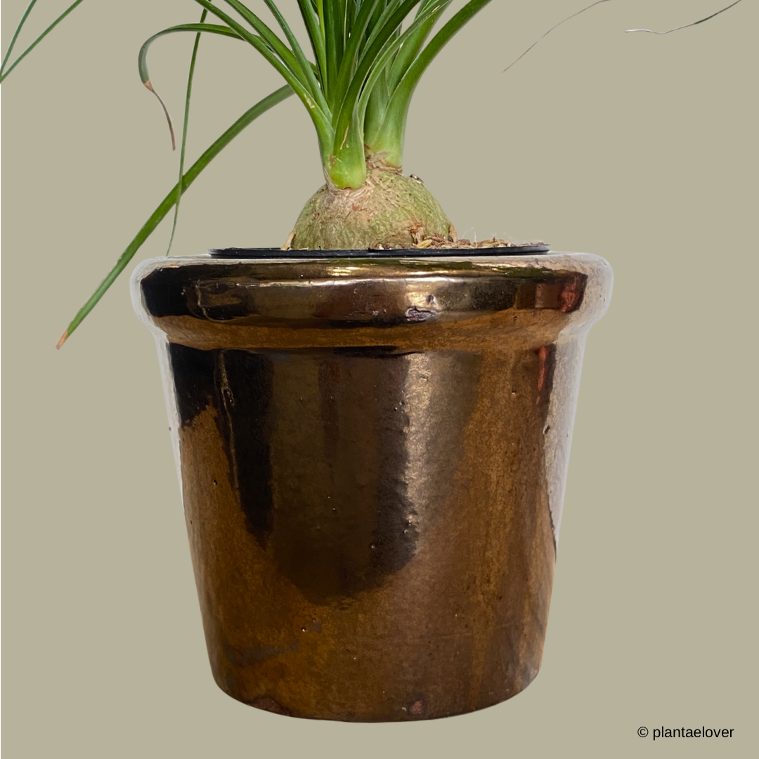 Ponytail Palm in Copper Pot