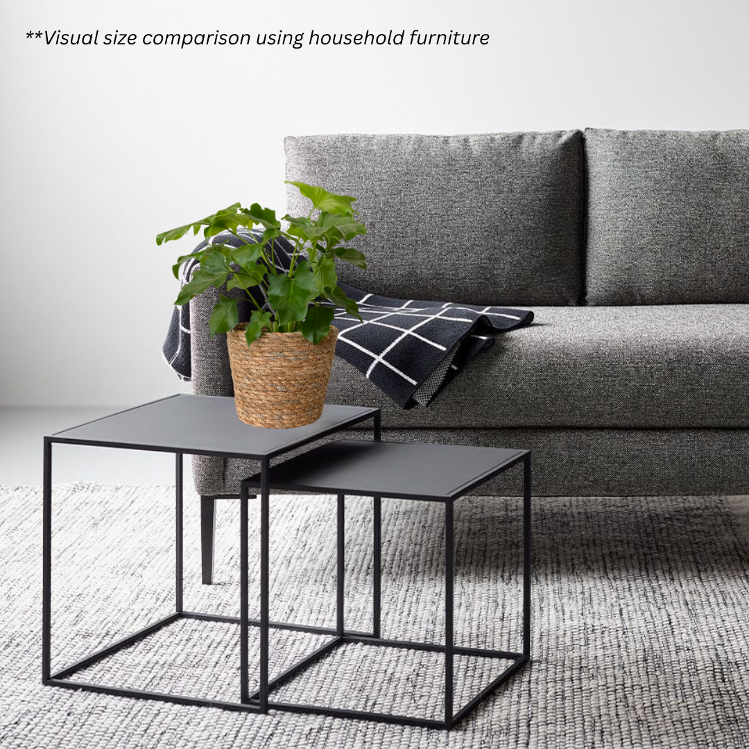 Philodendron Selloum Hope in Woven Basket