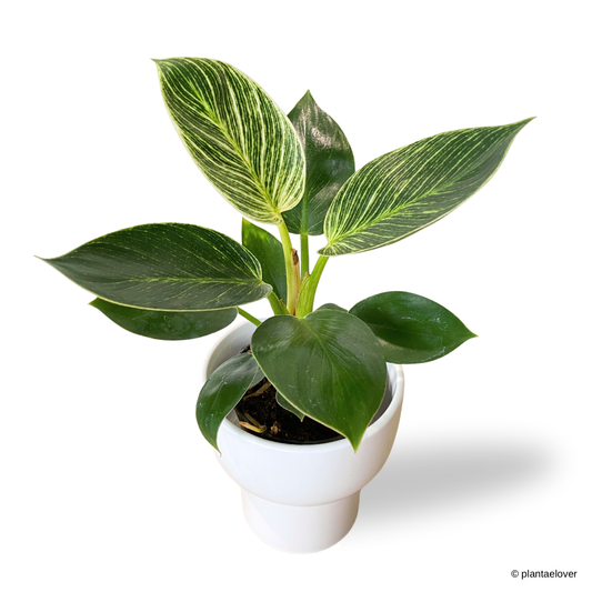 Philodendron Birkin in Dodo Pot