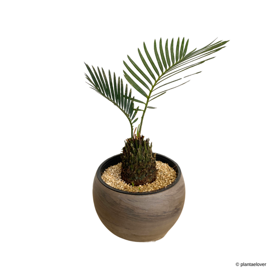 Sago Palm in SPANG Pot